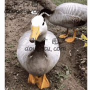 鸭鸭紧张